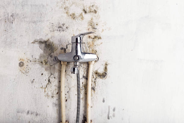 Best Black Mold Removal  in Fox Chapel, PA