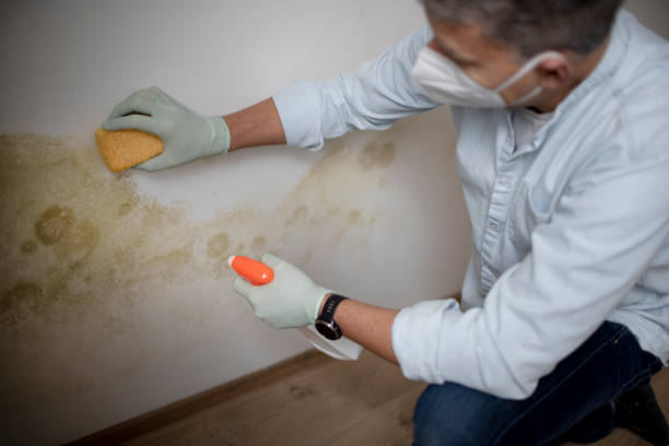Best Commercial Mold Removal  in Fox Chapel, PA
