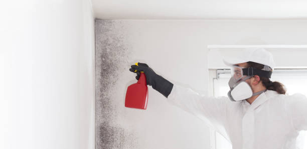 Best Attic Mold Removal  in Fox Chapel, PA