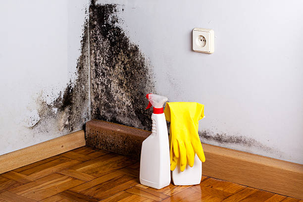 Best Mold Damage Repair  in Fox Chapel, PA