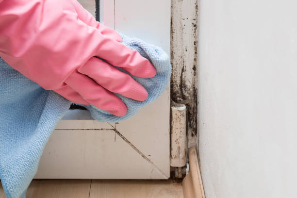 Best Crawl Space Mold Removal  in Fox Chapel, PA