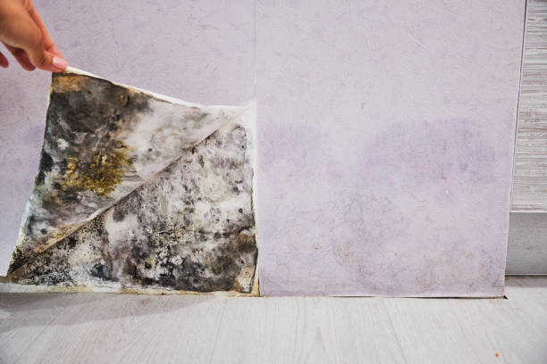 Best Mold Removal Near Me  in Fox Chapel, PA